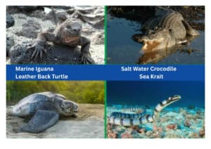 Nektonic feeding types